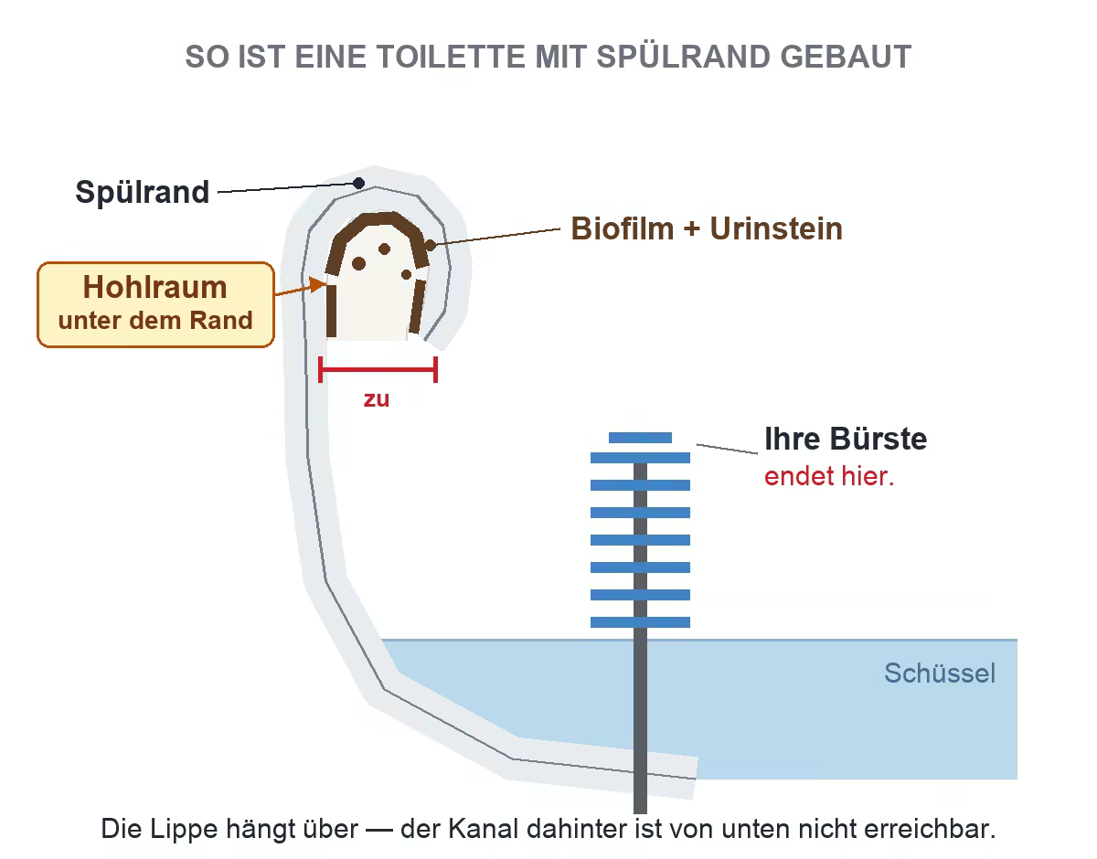 Querschnitt durch den Spülrand: die Lippe hängt über und verdeckt einen Hohlraum, in dem sich Belag sammelt