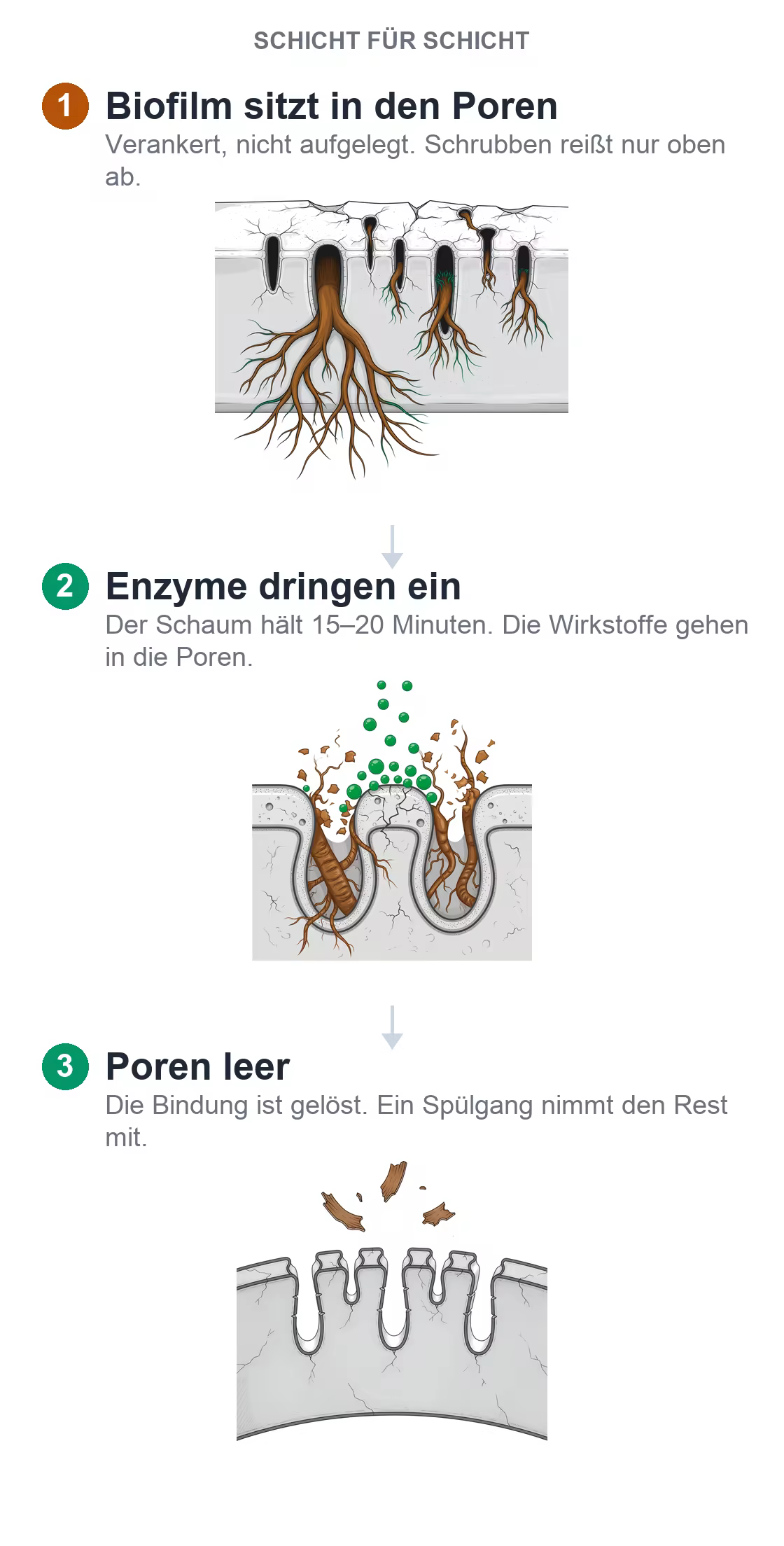 Infografik: Enzyme dringen in die Keramikporen ein und lösen den Biofilm